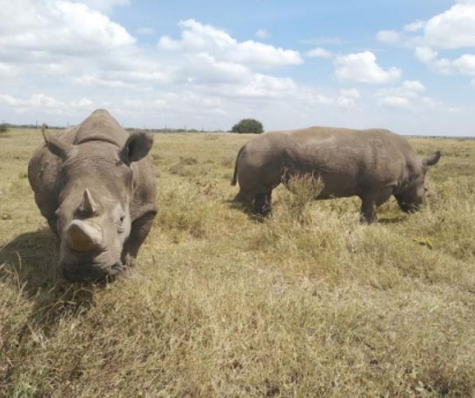 3 DAYS 2 NIGHTS TSAVO WEST NATIONAL PARK