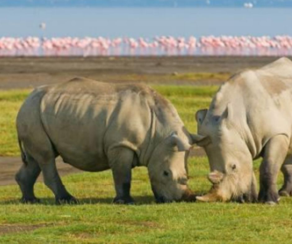 Nairobi National Park
