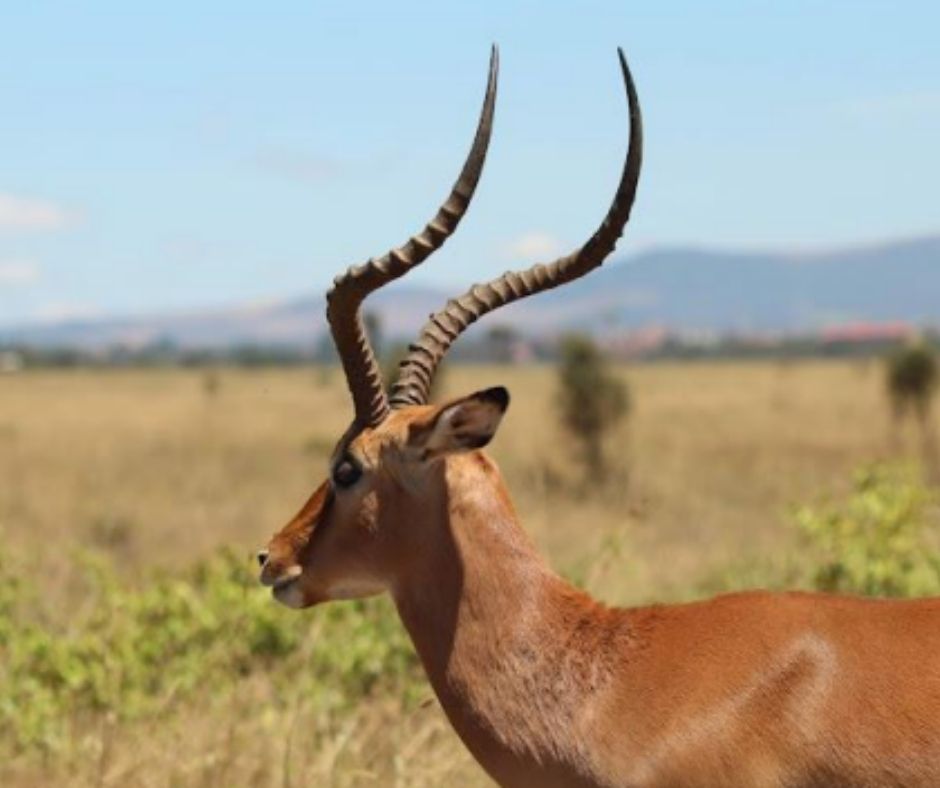 NAIROBI NATIONAL PARK AND GIRAFFE CENTRE DAY TRIP