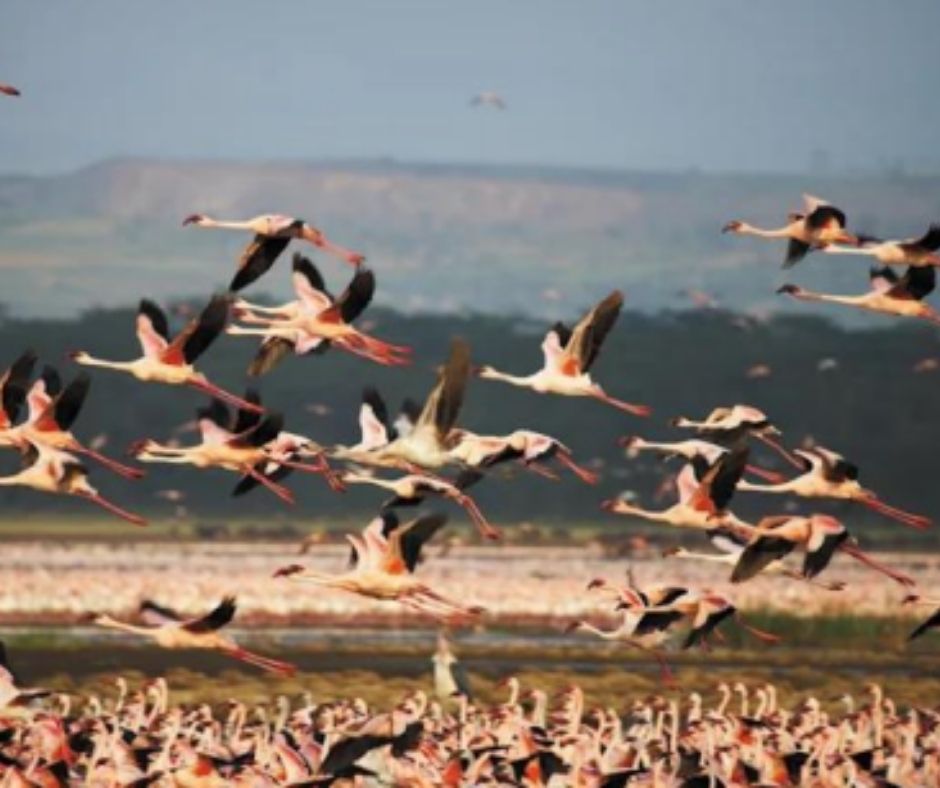 LAKE NAKURU NATIONAL PARK 3 DAYS 2 NIGHTS